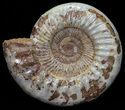 Wide Jurassic Ammonite Fossil - Madagascar #59602-1